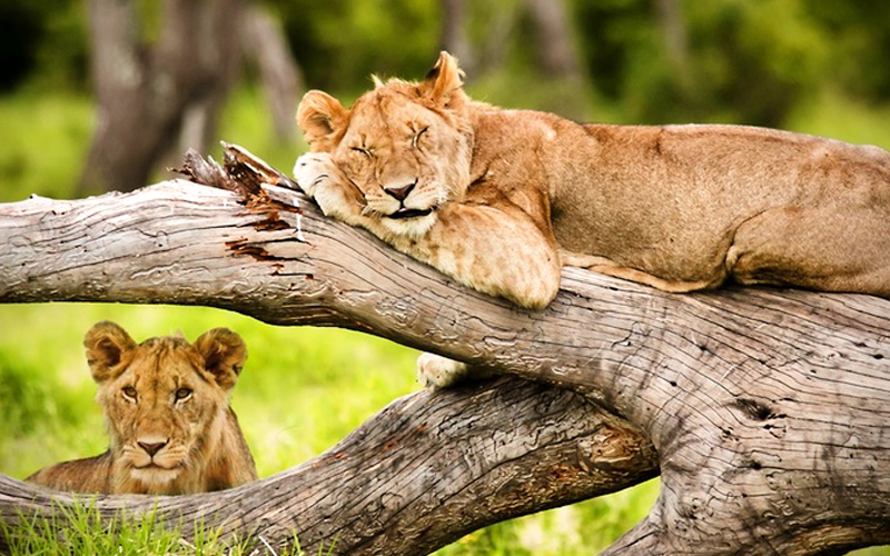 The Impact of Tourism on Tanzania’s Coastal Ecosystem in 2024