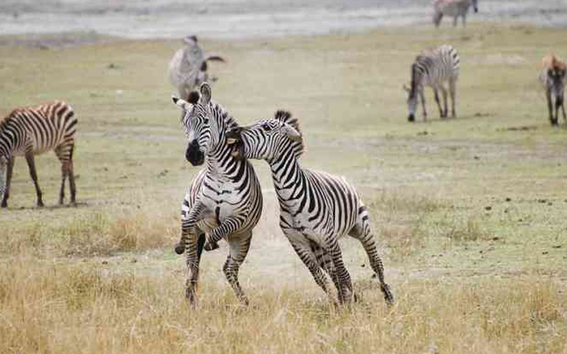2024 Safari Safety Updates on Tanzania’s Efforts to Enhance Visitor Security