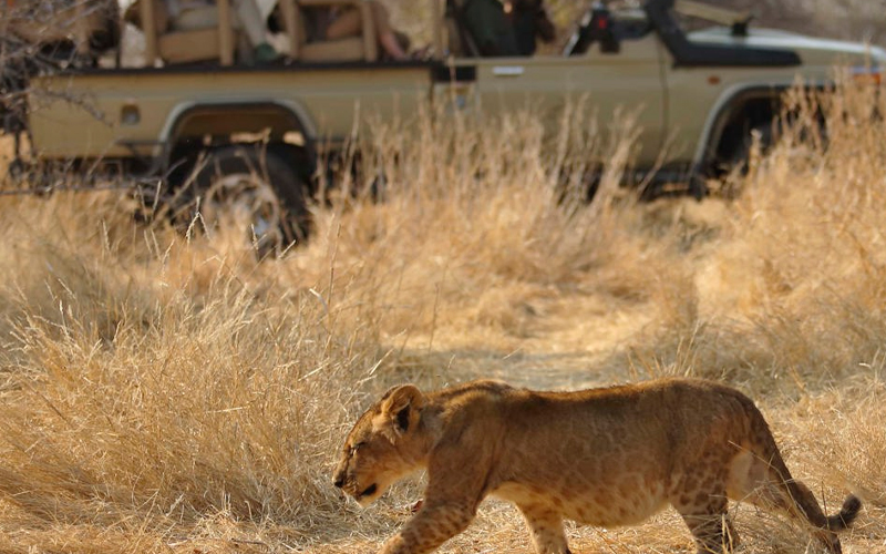 Tanzania’s Southern Circuit Sees Surge in Safari Bookings for 2024