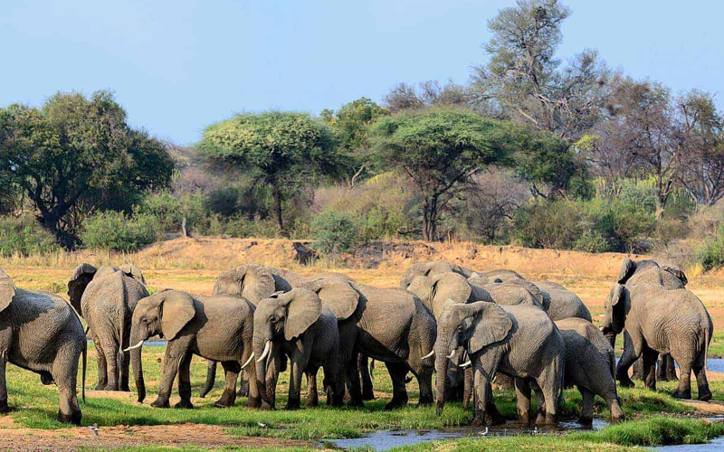 Tanzania’s Southern Circuit Sees Surge in Safari Bookings for 2024