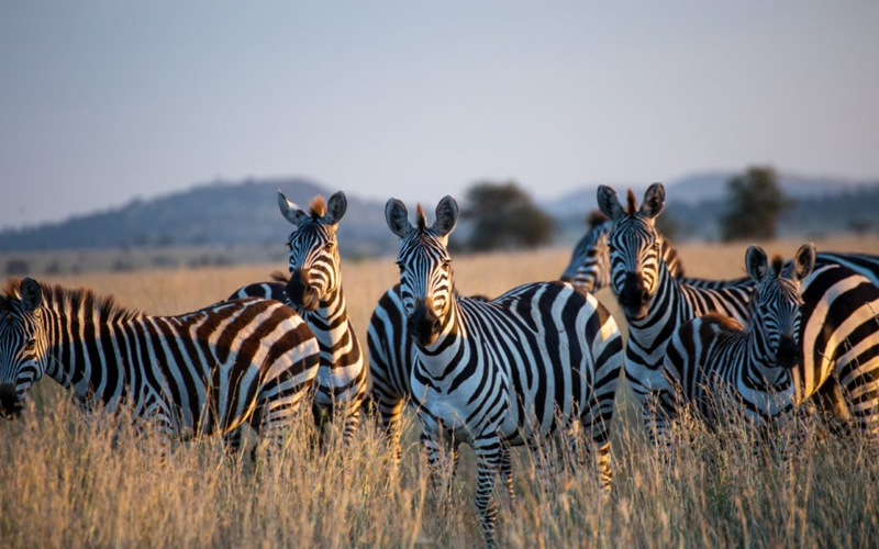 Tanzania Adds New Protected Areas to Support Wildlife Conservation