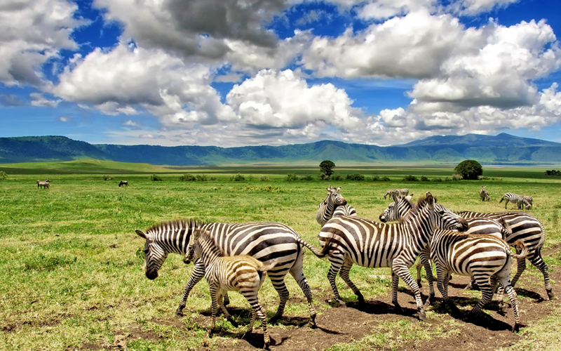 Tanzania’s Northern Circuit Safaris See Record Bookings in 2024