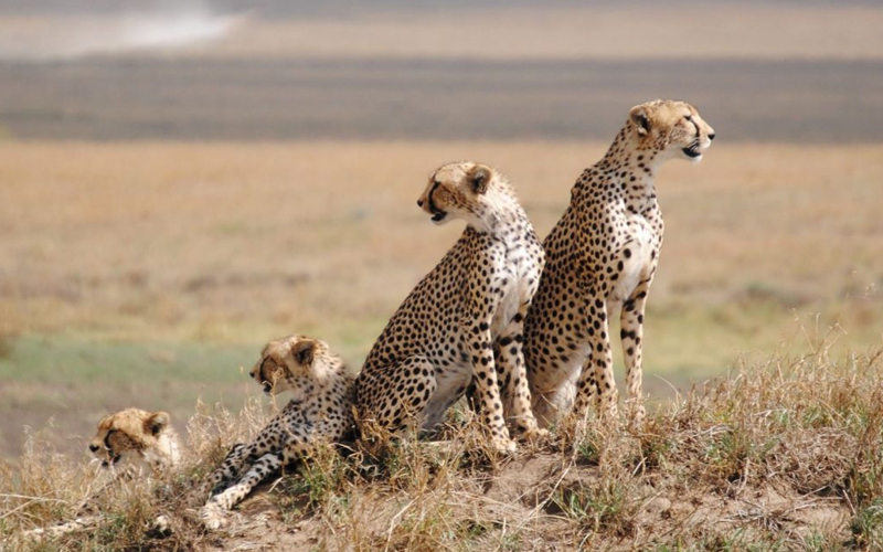 How Climate Change is Impacting Tanzania’s Wildlife Safaris in 2025