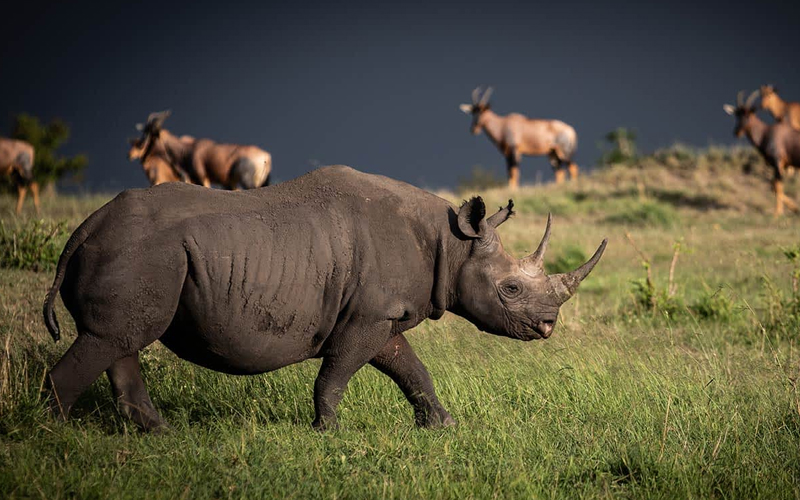 How Climate Change is Impacting Tanzania’s Wildlife Safaris in 2025