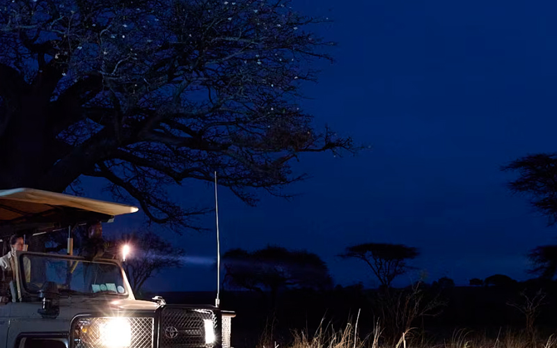 Tanzania Introduces Night Safaris for 2025 Travelers