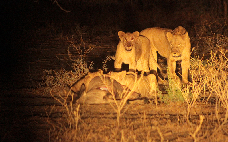 Tanzania Introduces Night Safaris for 2025 Travelers