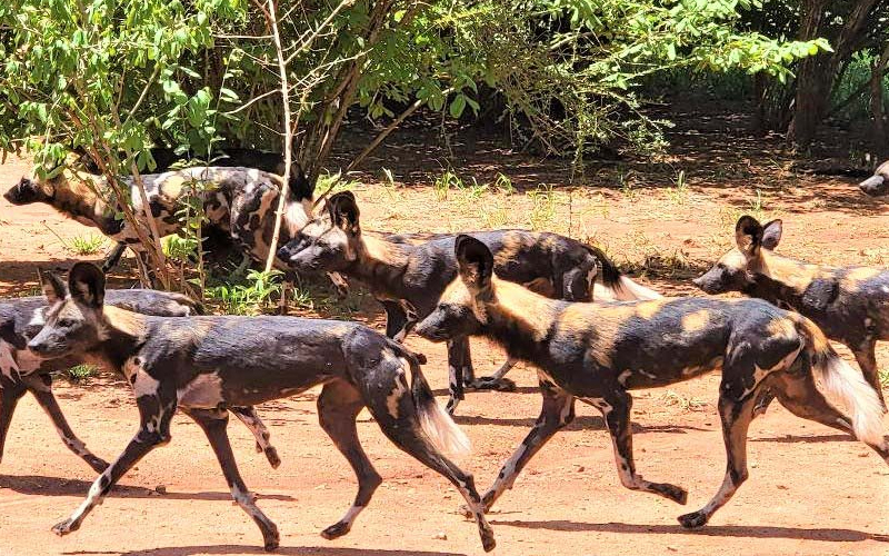 Tanzania’s Southern Safari Circuit: The Hidden Gem for New Year Adventures