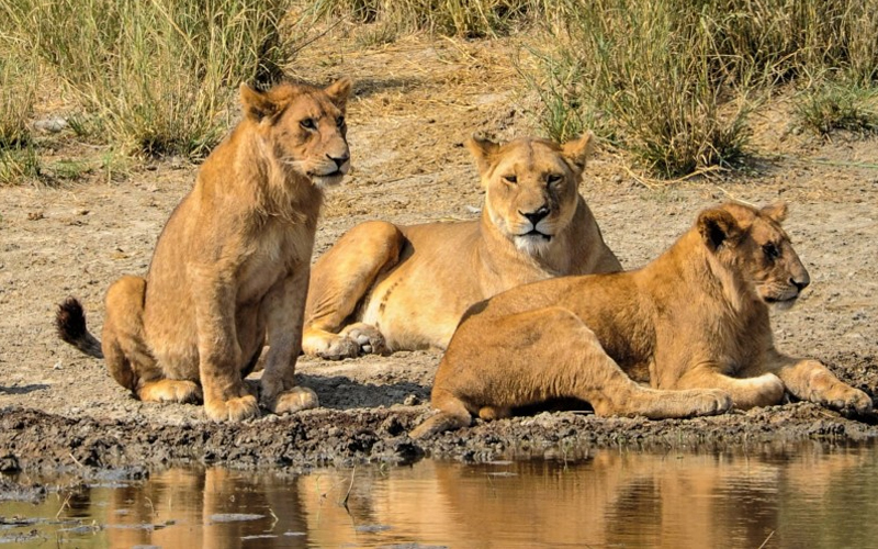 Tanzania’s Southern Safari Circuit: The Hidden Gem for New Year Adventures