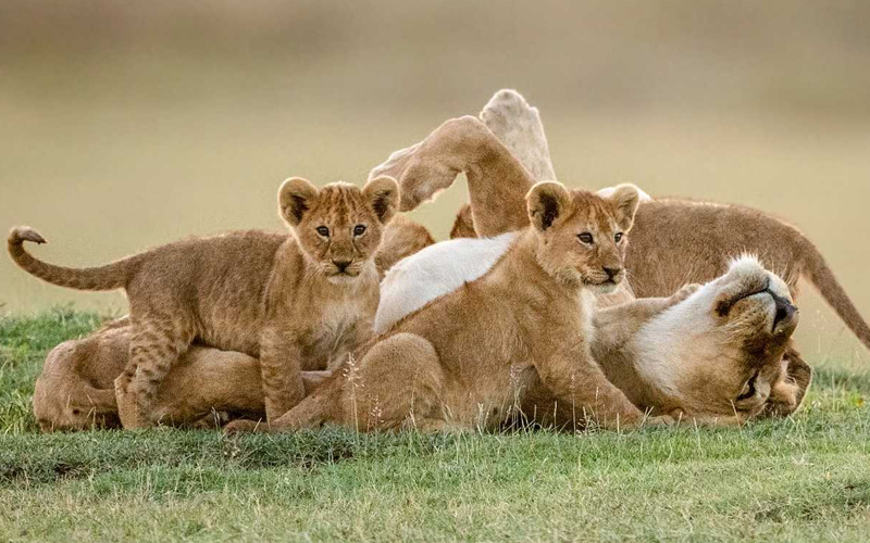 Tanzania’s Top Holiday Safaris: Family-Friendly Adventures for Christmas 2024