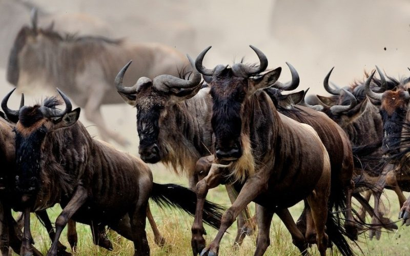 Adventure and Relaxation: 2025 Tanzania Safari and Zanzibar Combo
