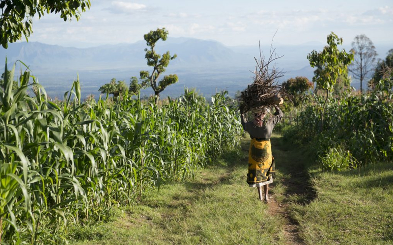 African Roots: Tanzania's Role in the 2025 Cultural Revival