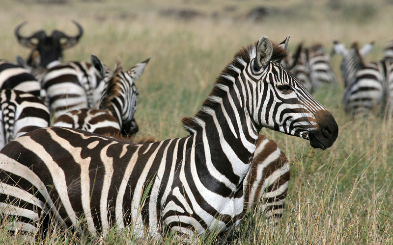 Tanzania 2025: Where Relaxation Meets Adventure