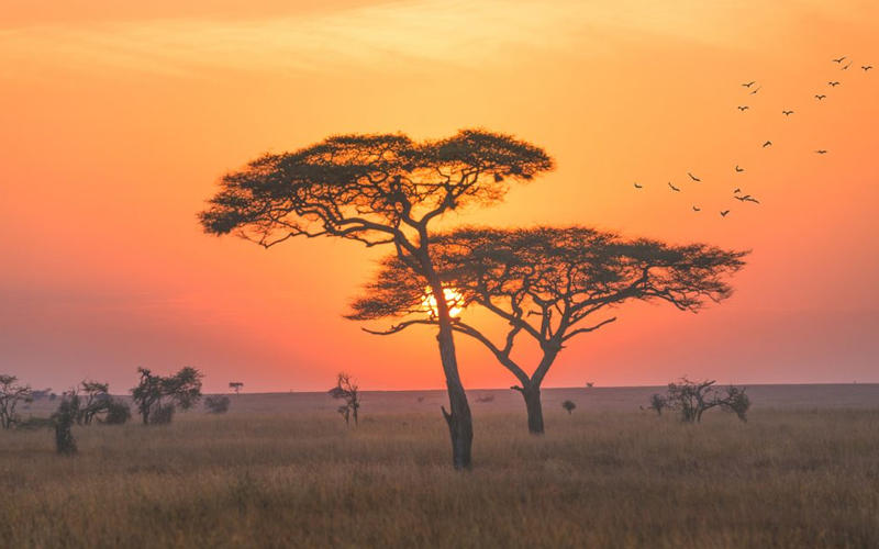 Tanzania 2025: Where Relaxation Meets Adventure