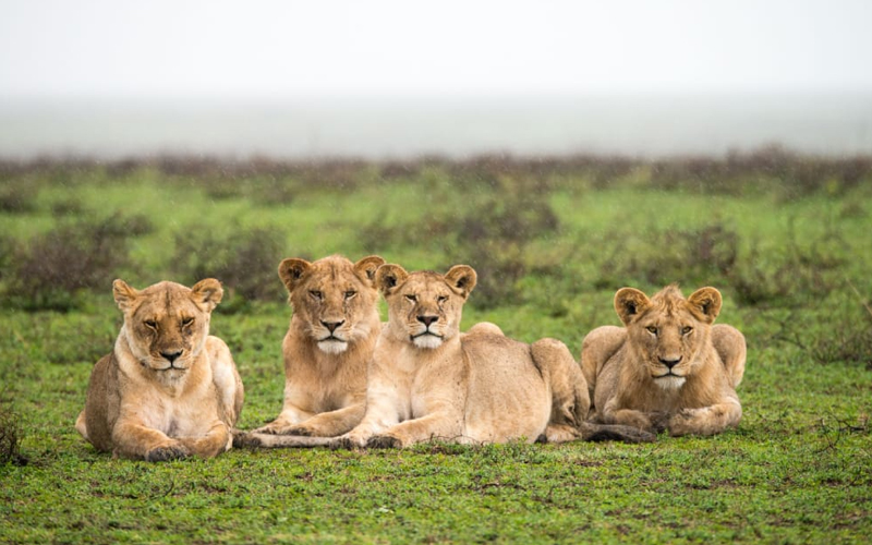 Tanzania Safari Photography in 2025: Best Spots for Capturing Wildlife