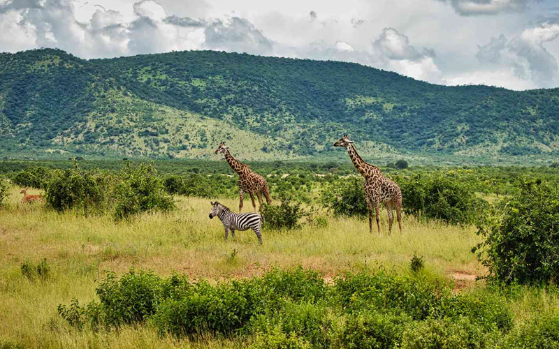 Tanzania's Tourism Boom: Welcoming a Surge of Visitors in 2024