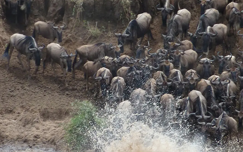 The Best Time to See the Great Migration in 2025