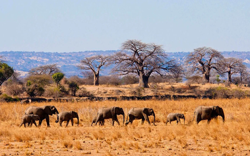 The Silent Safari: How Tanzania is Promoting Sound-Free Wildlife Experiences